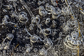 Bulles de méthane piégées dans la glace d'un étang du Bugey. Production de méthane par des bactéries vivant dans la vase à l'abri de l'oxygène, Bugey, Ain, France