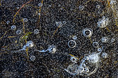 Bulles de méthane piégées dans la glace d'un étang du Bugey. Production de méthane par des bactéries vivant dans la vase à l'abri de l'oxygène, Bugey, Ain, France