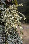 Ramaline du frêne (Ramalina fraxinea) sur un arbre en montagne, Lichen fruticuleux commun en montagne dans les secteurs très humides, venteux et brumeux, sur des arbres feuillus, Vercors, Alpes, France