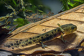 Larve de Salamandre tachetée (Salamandra salamandra). Les branchies sont bien visibles, au cours du stade aquatique de cette espèce strictement terrestre une fois métamorphosée en adulte. Environ 3 cm, Savoie, France