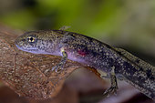 Larve de Salamandre tachetée (Salamandra salamandra). Les branchies sont bien visibles, au cours du stade aquatique de cette espèce strictement terrestre une fois métamorphosée en adulte. Environ 3 cm, Savoie, France