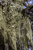 Usnée (Usnea florida) sur un arbre en montagne, espèce commune en montagne dans les secteurs très humides, lichen fruticuleux à action antibiotique, Vercors, Alpes, France