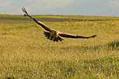 Spanish Imperial Eagle (Aquila adalberti) in flight, Toledo, Castilla-La Mancha, Spain