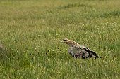 Spanish Imperial Eagle (Aquila adalberti) on ground, Toledo, Castilla-La Mancha, Spain