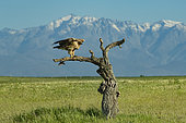 Spanish Imperial Eagle (Aquila adalberti) on a dead tree, Toledo, Castilla-La Mancha, Spain