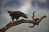 Spanish Imperial Eagle (Aquila adalberti) on a dead tree, Toledo, Castilla-La Mancha, Spain