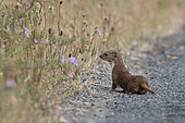 European weasel (Mustela nivalis) on a country lane, Vendée, France