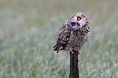 Short-eared Owl (Asio flammeus) on a stake, Vendée, France