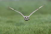Short-eared Owl (Asio flammeus) in flight, Vendée, France