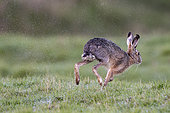 Brown hare (Lepus europaeus) running in the dew, Vendée, France