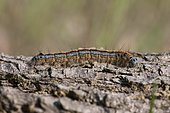 Lackey Moth (Malocosoma neustria), caterpillar on dead wood in the Moenchbruch Nature Reserve, Hesse, Germany, Europe