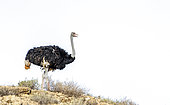 African Ostrich (Struthio camelus) isolated in blue sky in Kgalagadi transfrontier park, South Africa