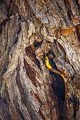Cape cobra (Naja nivea) hiding in tree trunk hole with nice bark in Kgalagadi transfrontier park, South Africa