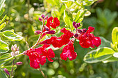 Autumn Sage 'Desert Blaze', Salvia microphylla 'Desert Blaze', flowers