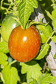 Berao Tomato, Early variety