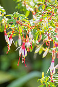Lady's Eardrops, Fuchsia magellinaca 'Arauco', flowers
