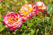 Rosa 'Pullman Orient Express', flowers