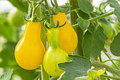 'Yellow Pearshaped' tomato