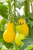 'Yellow Pearshaped' tomato