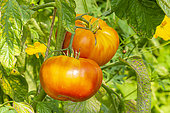 Tomato 'Ananas', late variety