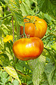 Tomato 'Ananas', late variety