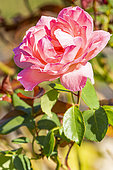 Rosa 'Queen Elisabeth', flower