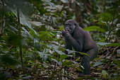Western lowland gorilla (Gorilla gorilla gorilla) in Marantaceae forest. Odzala-Kokoua National Park. Cuvette-Ouest Region. Republic of the Congo