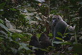Western lowland gorilla (Gorilla gorilla gorilla) silverback with 2 youngsters in Marantaceae forest. Odzala-Kokoua National Park. Cuvette-Ouest Region. Republic of the Congo