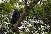 Western lowland gorilla (Gorilla gorilla gorilla) in tree. Odzala-Kokoua National Park. Cuvette-Ouest Region. Republic of the Congo