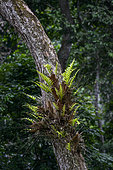 Marantaceae forest vegetation. Odzala-Kokoua National Park. Cuvette-Ouest Region. Republic of the Congo