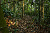 Marantaceae forest interior. Odzala-Kokoua National Park. Cuvette-Ouest Region. Republic of the Congo