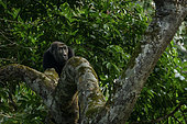 Western lowland gorilla (Gorilla gorilla gorilla) in Marantaceae forest. Odzala - Kokoua National Park. Cuvette-Ouest Region. Republic of the Congo