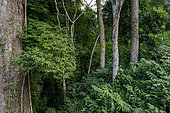 Marantaceae forest interior. Odzala-Kokoua National Park. Cuvette-Ouest Region. Republic of the Congo (Congo Brazzaville).