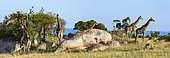 Masai giraffe, Maasai giraffe, or Kilimanjaro giraffe (Giraffa camelopardalis tippelskirchi) herd (or Journey of Giraffes) feeding. Serengeti National Park. Tanzania.