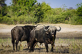 Cape buffalo (Syncerus caffer caffer) on the edge of the Chobe River, Kasane. Botswana