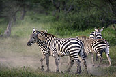 Plains zebra or common zebra (Equus quagga prev. Equus burchellii) stallions fighting. Ngorongoro Conservation Area (NCA). Tanzania