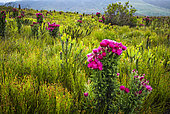 Pink everlasting, pink strawflower or Cape everlasting (Phaenocoma prolifera) flower in amongst typical fynbos habitat. Hermanus, Whale Coast, Overberg, Western Cape, South Africa.
