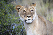 Lion (Panthera leo) in typical Karoo habitat. Western Cape. South Africa