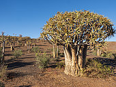 Quiver tree or kokerboom (Aloidendron dichotomum prev. Aloe dichotoma), Northern Cape. South Africa.
