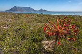 Candelabra flower, red candelabra flower or king candelabra (Brunsvigia orientalis) with Cape Town and table mountain in the backdround. Western Cape. South Africa