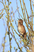 Savi's Warbler (Locustella luscinioides) singing on a shrub in a reed bed in Brenne, France