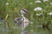Great Crested Grebe (Podiceps cristatus) juvenile on water, Brenne, France