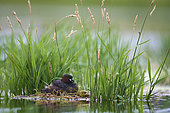 Little Grebe (Tachybaptus ruficollis) with chick in nest in Brenne, France