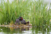 Little Grebe (Tachybaptus ruficollis) with chick in nest in Brenne, France