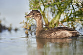 Little Grebe (Tachybaptus ruficollis) juvenile on water in Brenne, France