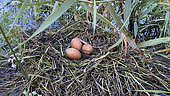 Black-necked Grebe (Podiceps nigricollis) eggs in nest in Brenne, France