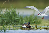 Black-necked Grebe (Podiceps nigricollis) defending its nest against terns that come to take material from it, Brenne, France in Brenne, France