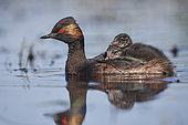 Black-necked Grebe (Podiceps nigricollis) carrying its chicks on the water, Brenne, France
