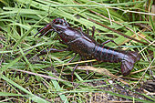 Red swamp crayfish (Procambarus clarkii) out following heavy rain in Brenne