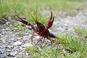 Red swamp crayfish (Procambarus clarkii) out following heavy rain in Brenne